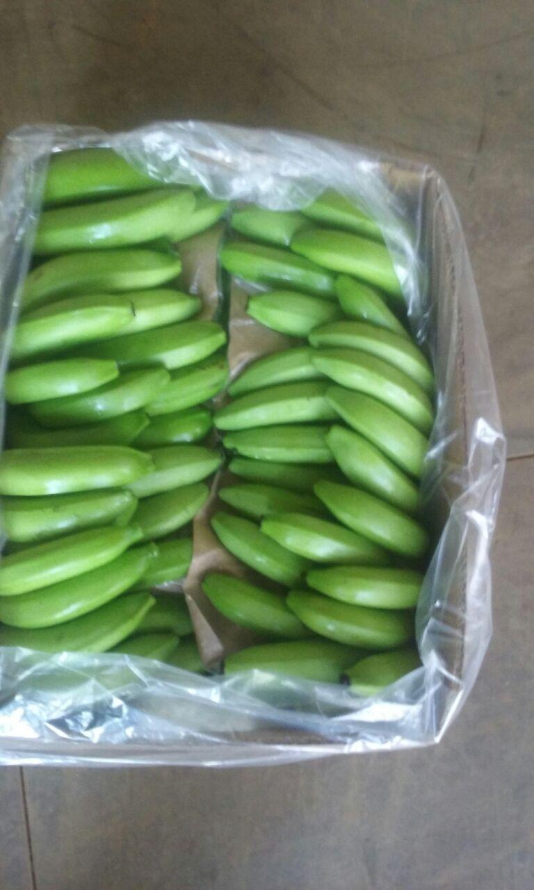 Banana - AGROMOTTA